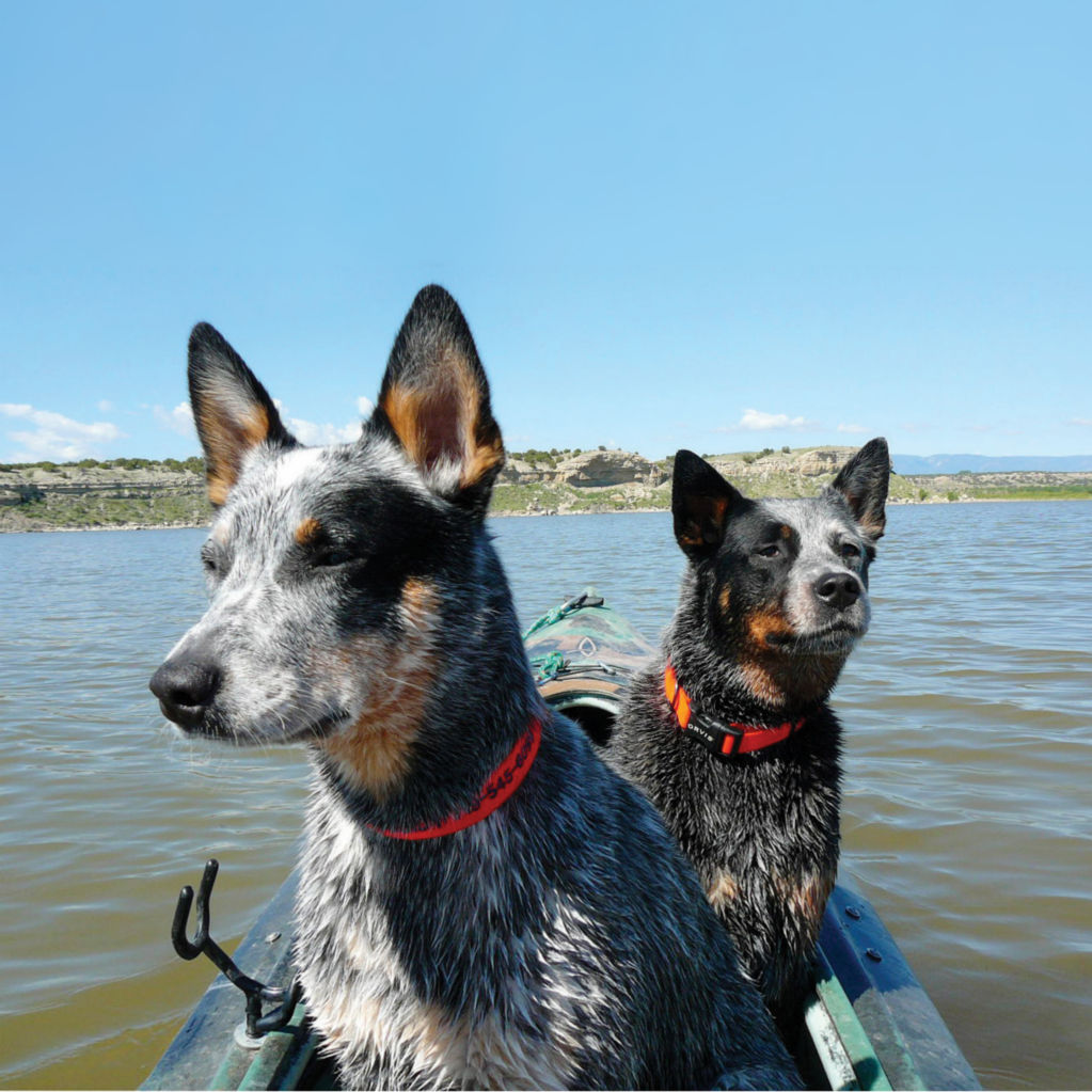Two dogs with bright personalized collars sitting on a boat in the water